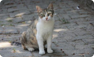 Cat Image