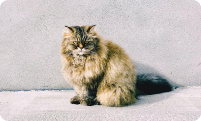 Cat Image