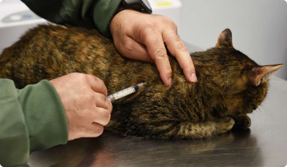 Klinik Kucing