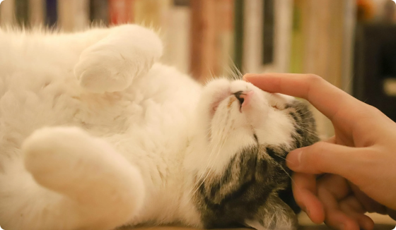 Daycare & Grooming