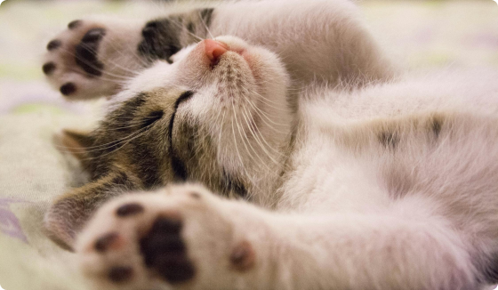 Adopsi Kucing