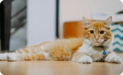 Cat Image