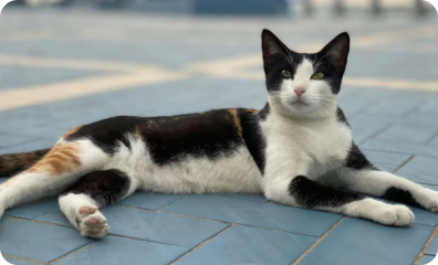 Cat Image